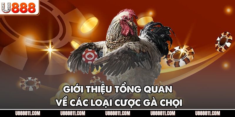 Các Loại Cược Gà Chọi U888 - Tổng Hợp Chi Tiết Nhất 2 Giới thiệu tổng quan về các loại cược gà chọi