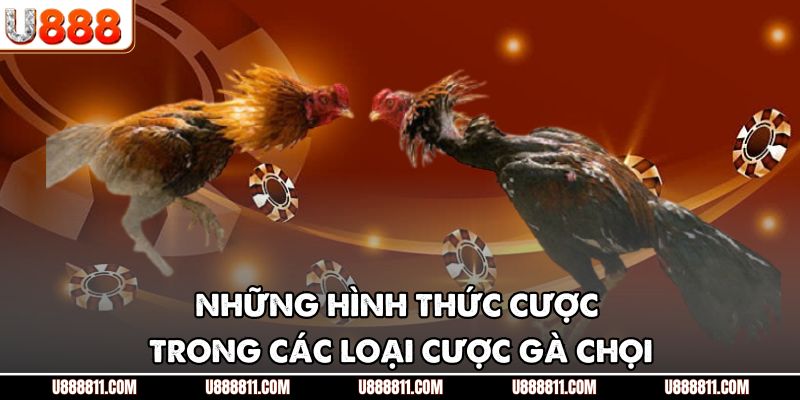 Các Loại Cược Gà Chọi U888 - Tổng Hợp Chi Tiết Nhất 3 Những hình thức cược trong các loại cược gà chọi