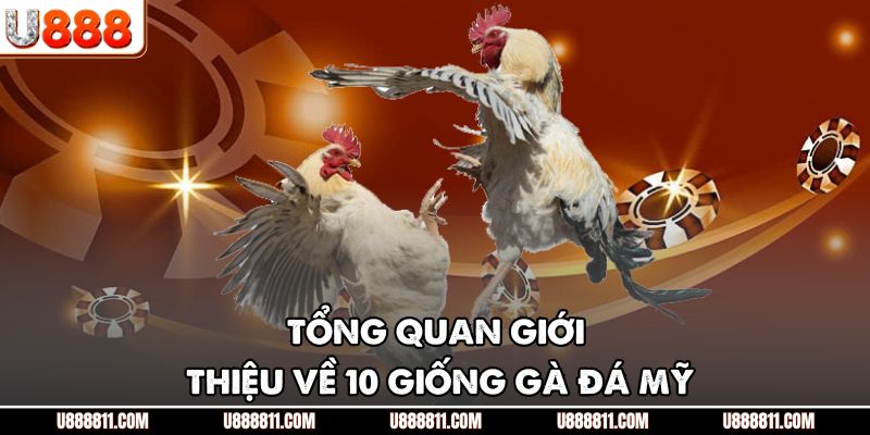 10 Giống Gà Đá Mỹ - Những Chiến Kê Lừng Lẫy Nhất Tại U888 2 Tổng quan giới thiệu về 10 giống gà đá Mỹ